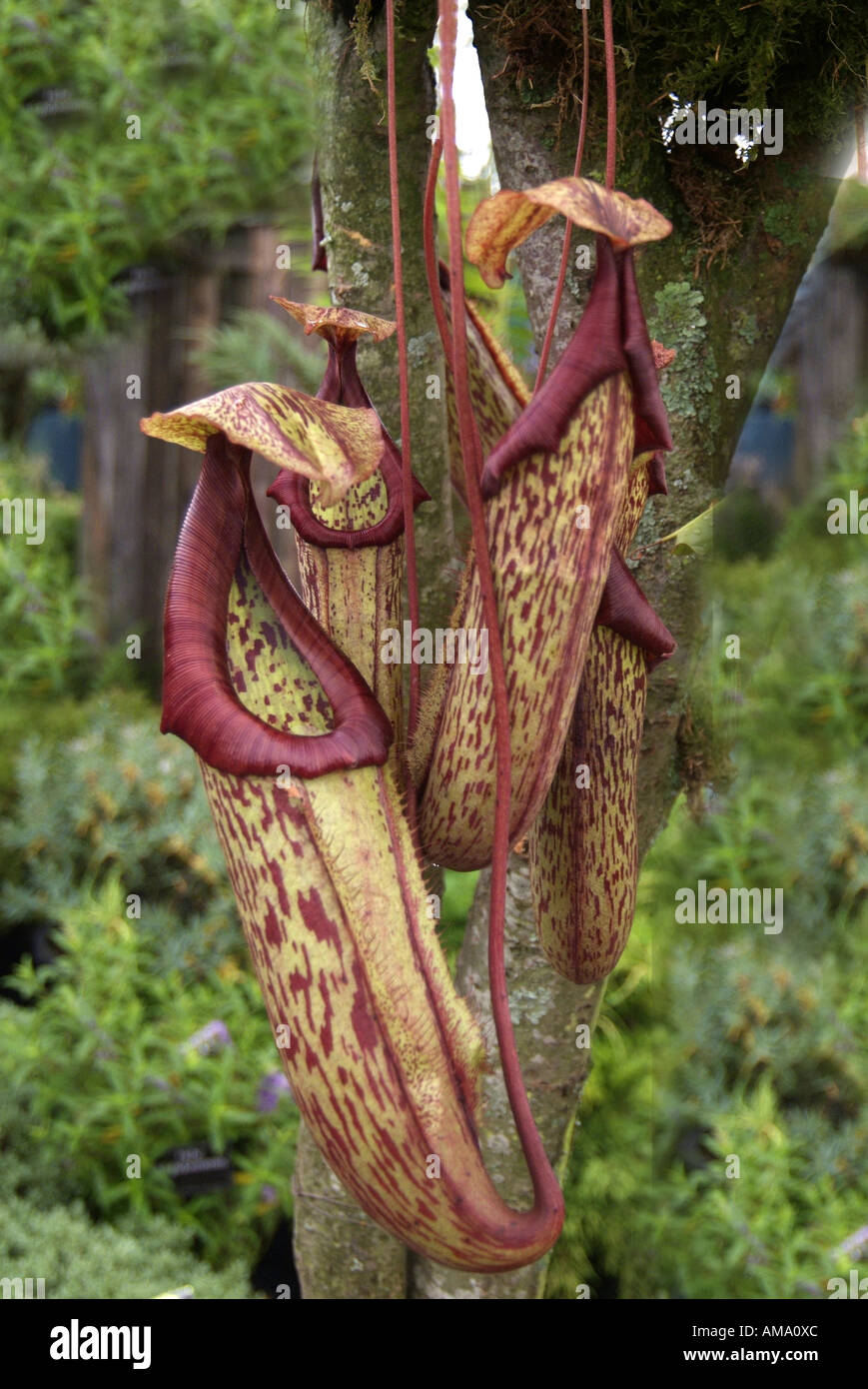 Sarracenia purpurea cántaro planta insectívora insecto flor americaTropical norte comer comer carnívoro exótico carnívoros. Foto de stock