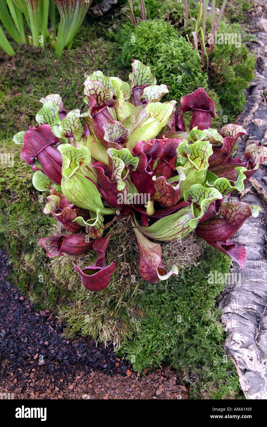 Sarracenia purpurea cántaro planta insectívora insecto flor americaTropical norte comer comer carnívoro exótico carnívoros. Foto de stock