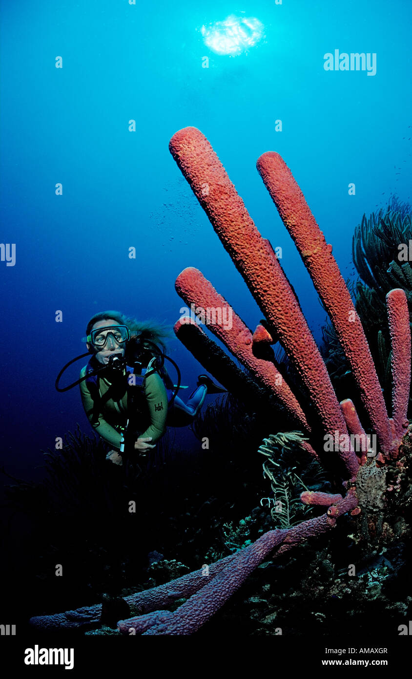 Scuba Diver y lavanda esponjas Aplysina archeri Stovepipe Guadalupe Antillas Francesas Mar Caribe Foto de stock