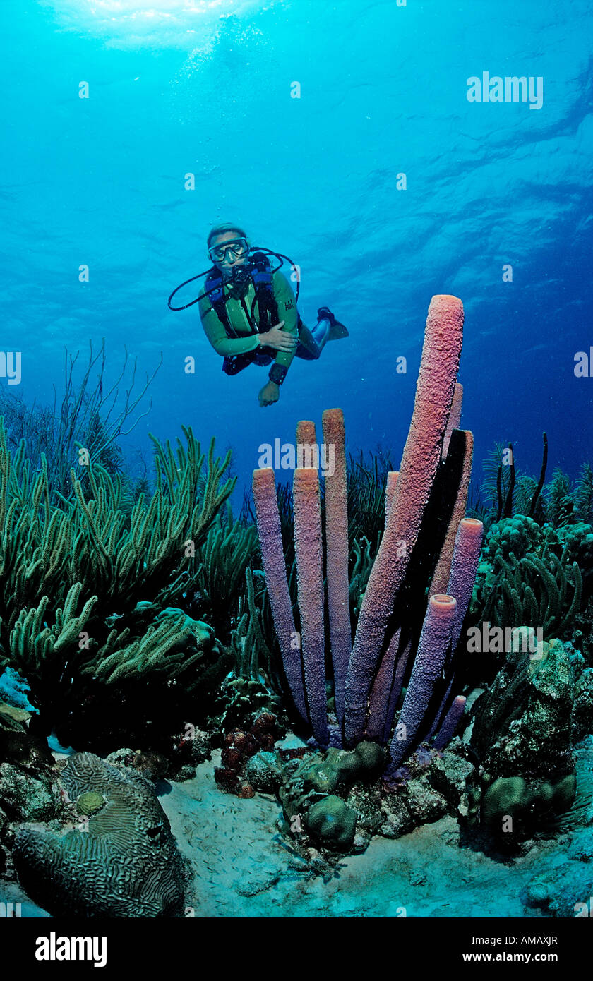 Scuba Diver y lavanda Stovepipe esponjas Aplysina archeri Antillas Holandesas Bonaire, Mar Caribe Foto de stock