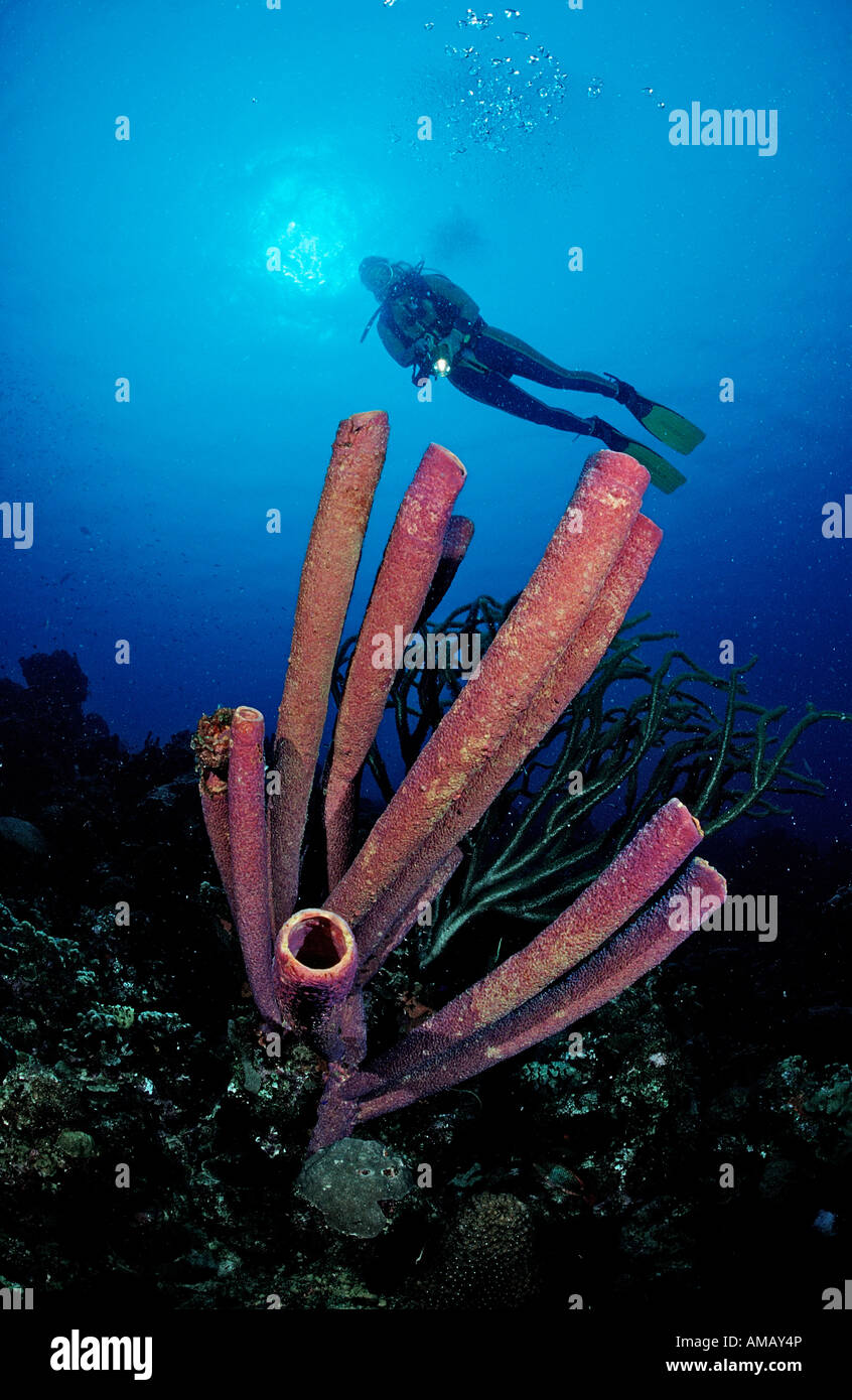 Scuba Diver y lavanda Stovepipe esponjas Aplysina archeri Antillas Holandesas Bonaire, Mar Caribe Foto de stock