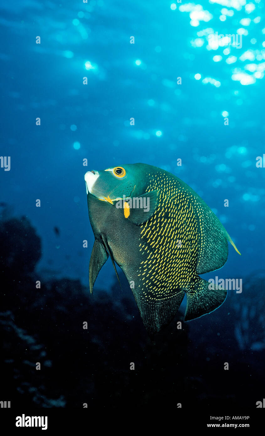 El pez ángel francés Pomacanthus paru Santa Lucía Antillas Francesas Mar  Caribe Fotografía de stock - Alamy