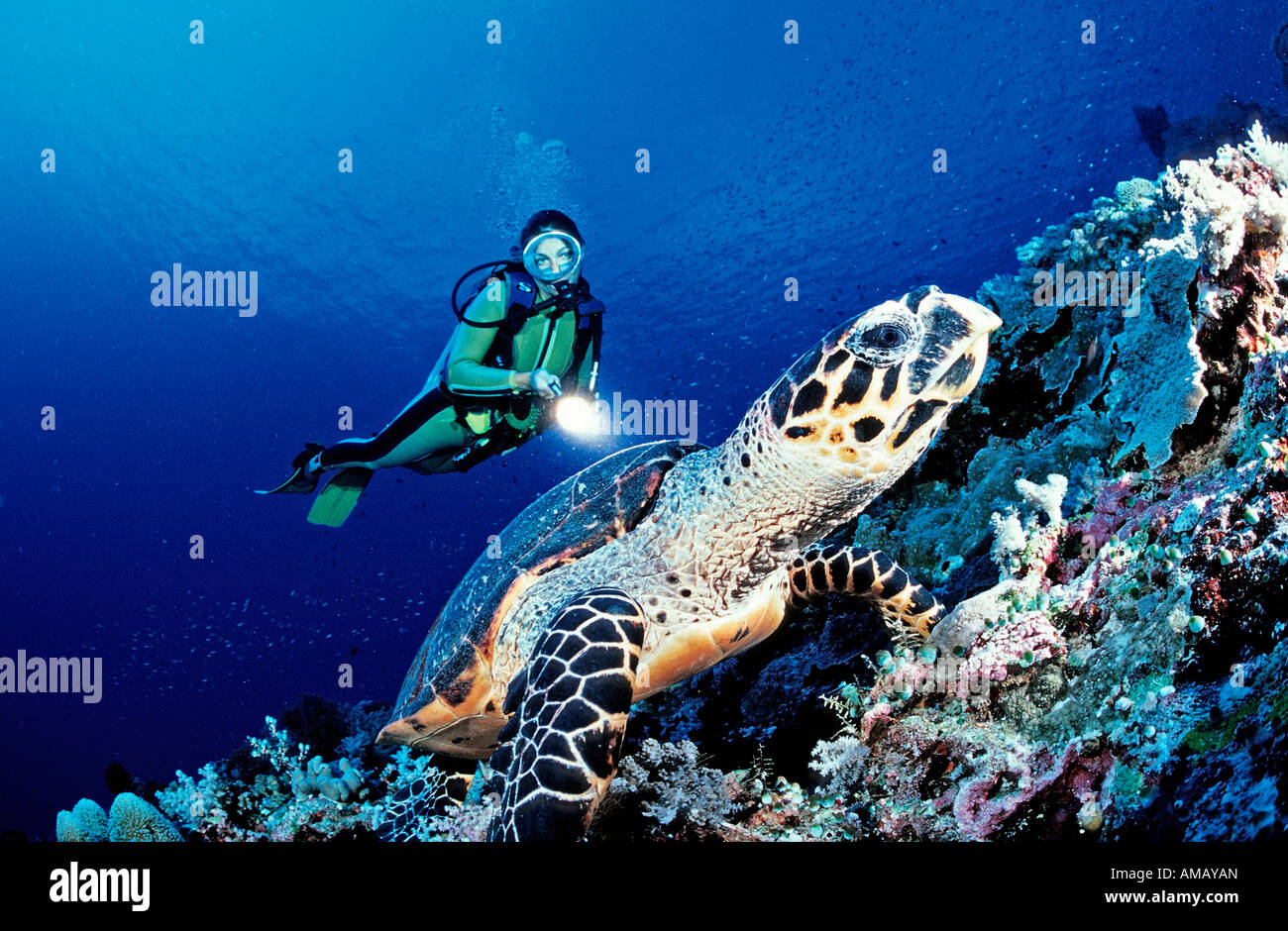 Scuba Diver y tortuga carey Eretmochelys imbricata Malasia Layang Layang el Mar del Sur de China Foto de stock