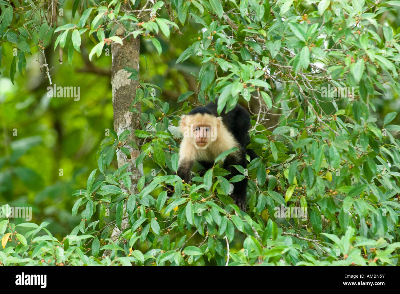 Cara blanca mono capuchino (Cebus capucinus) Foto de stock