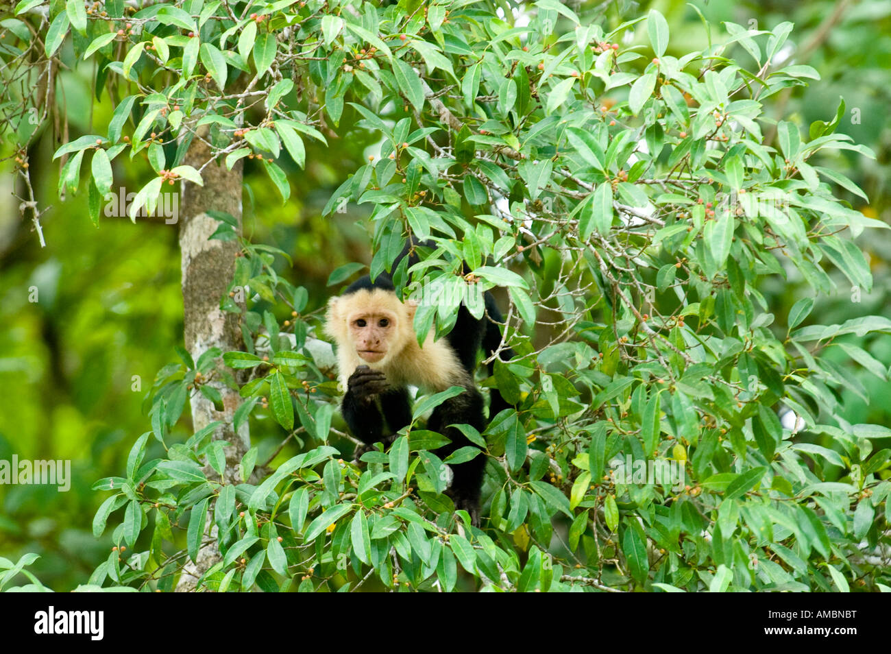 Cara blanca mono capuchino (Cebus capucinus) Foto de stock