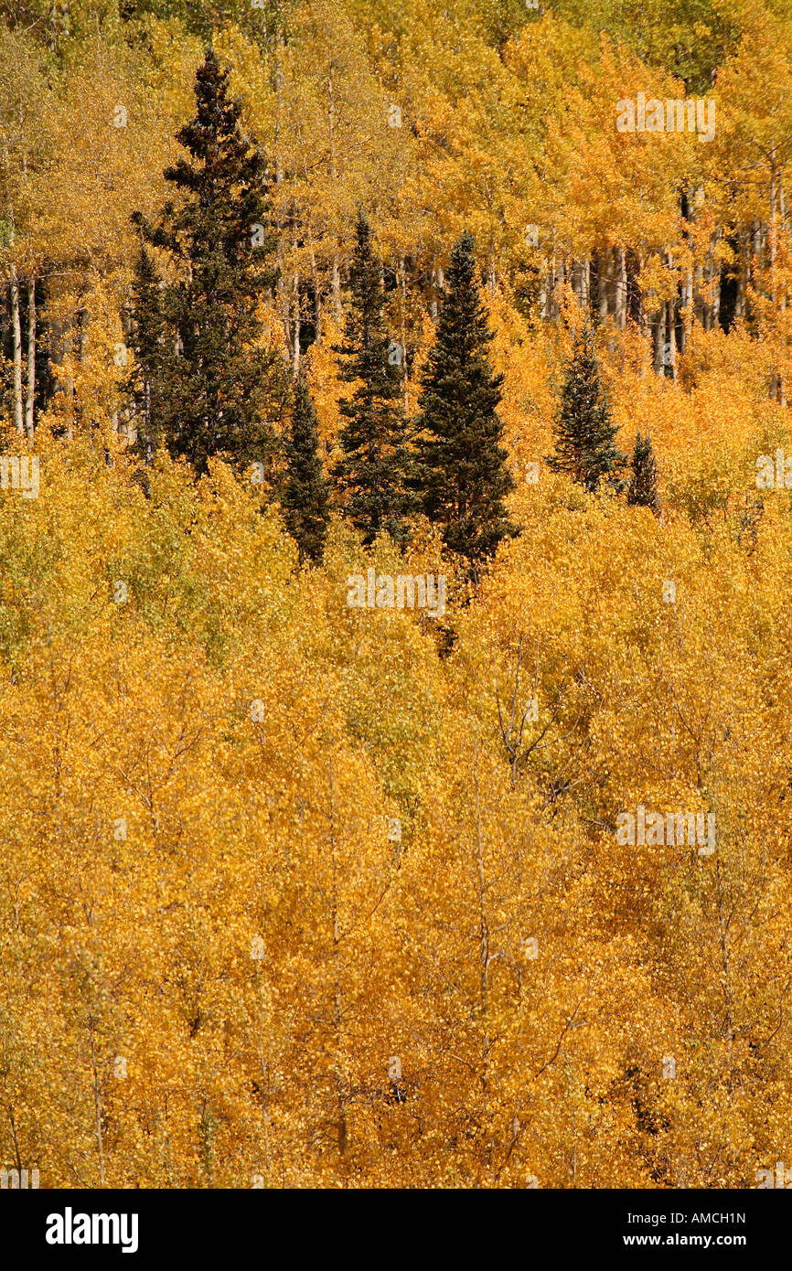 El follaje de otoño, Colorado Foto de stock