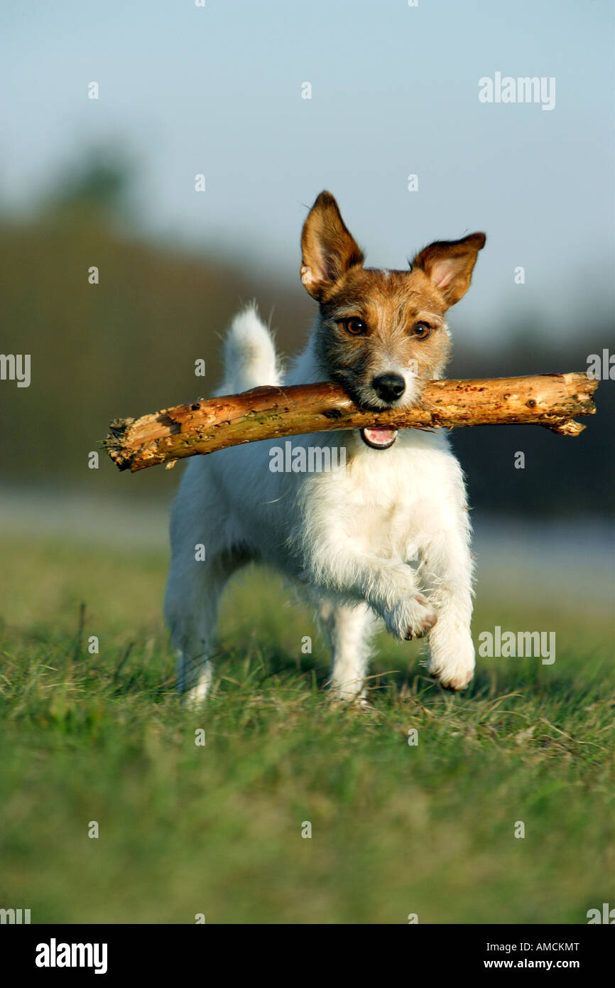 Perro y palo fotografías e imágenes de alta resolución - Alamy