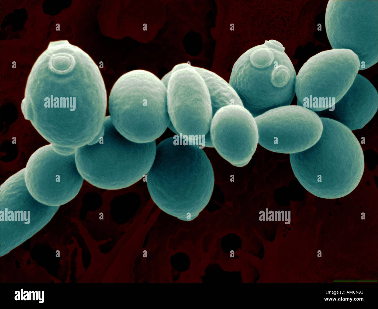 Sem Saccharomyces Cerevisiae Fotografia De Stock Alamy Sem Saccharomyces Cerevisiae Fotografia De Stock Alamy