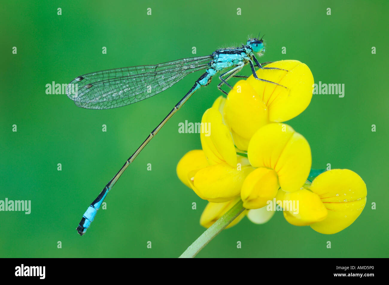 Damselfly en flor Foto de stock