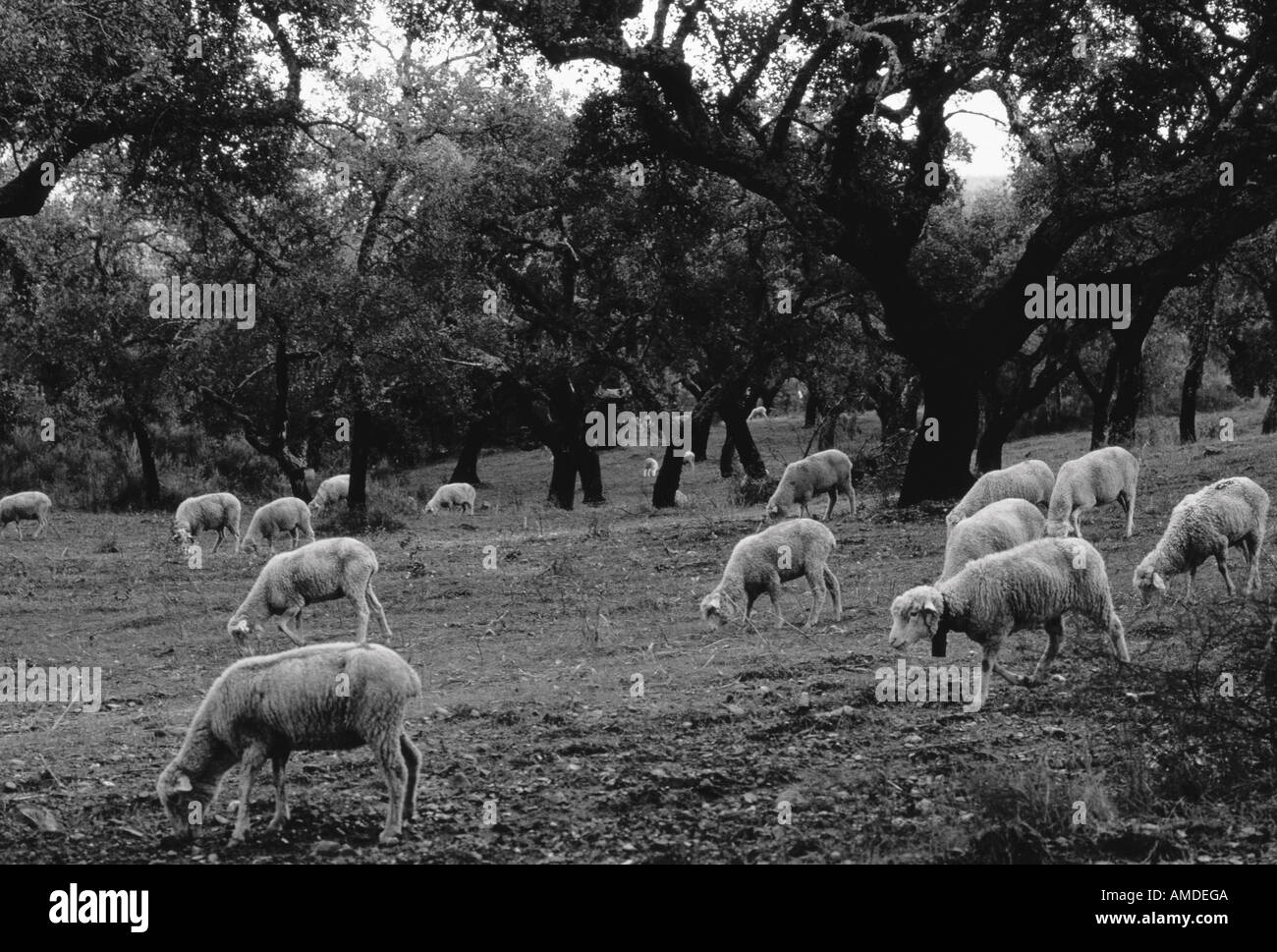 Ovejas pastando en el campo, Portugal Foto de stock