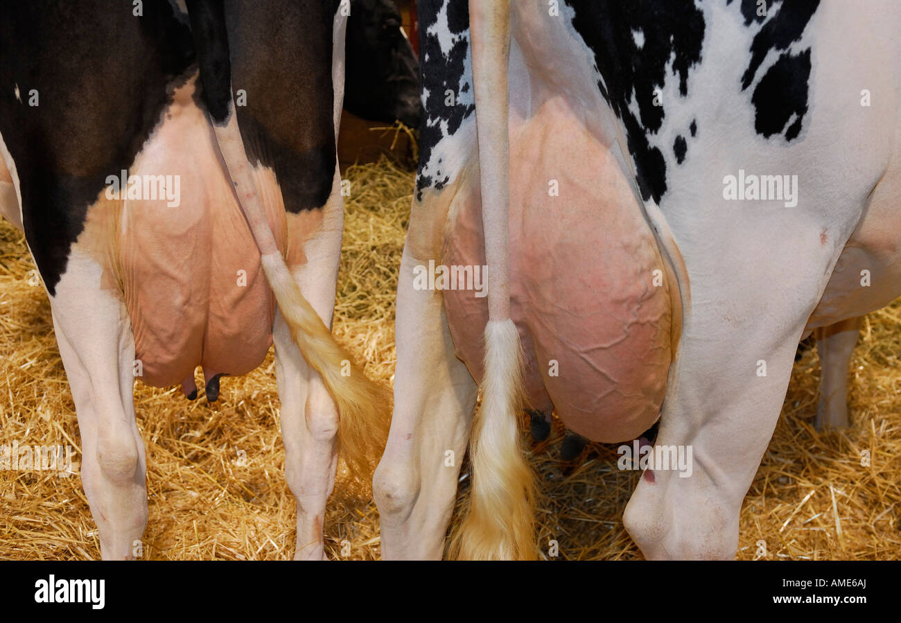 Las vacas lecheras Holstein en establo con extended ubres Foto de stock
