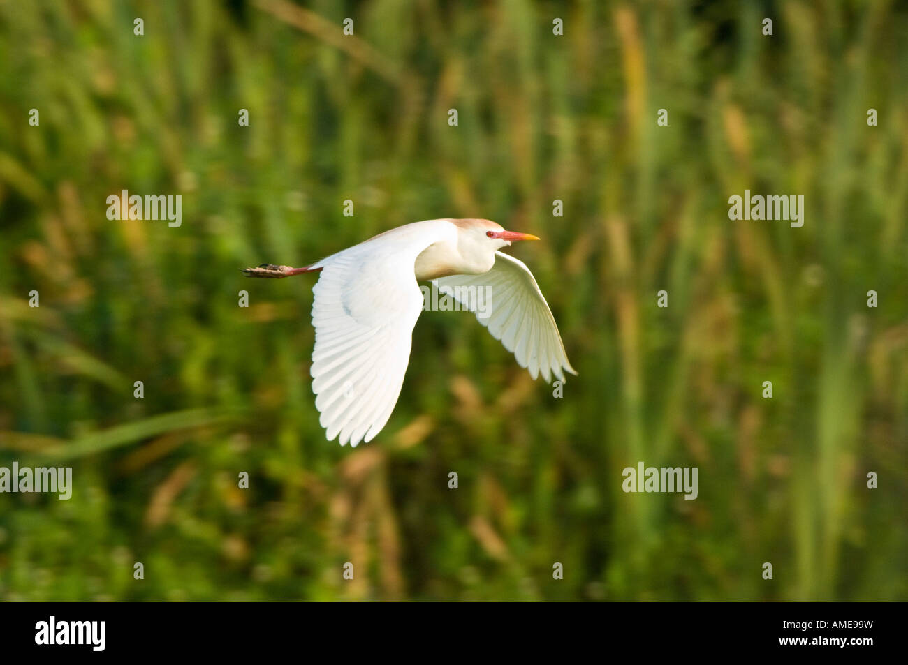 Egret ganadera (Bubulcus ibis) en vuelo Foto de stock