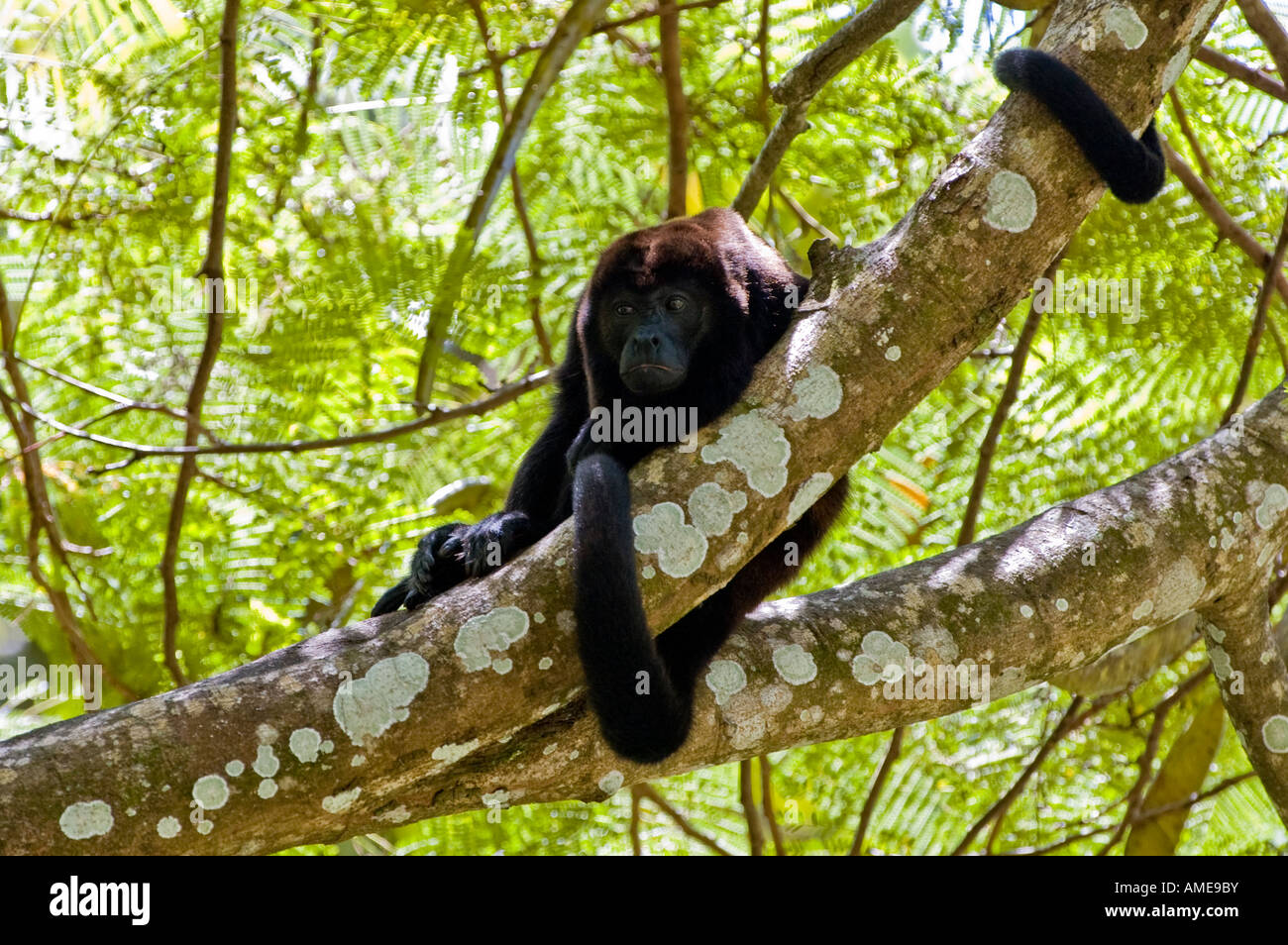Los monos aulladores de manto (Allouata palliata) en el árbol Foto de stock