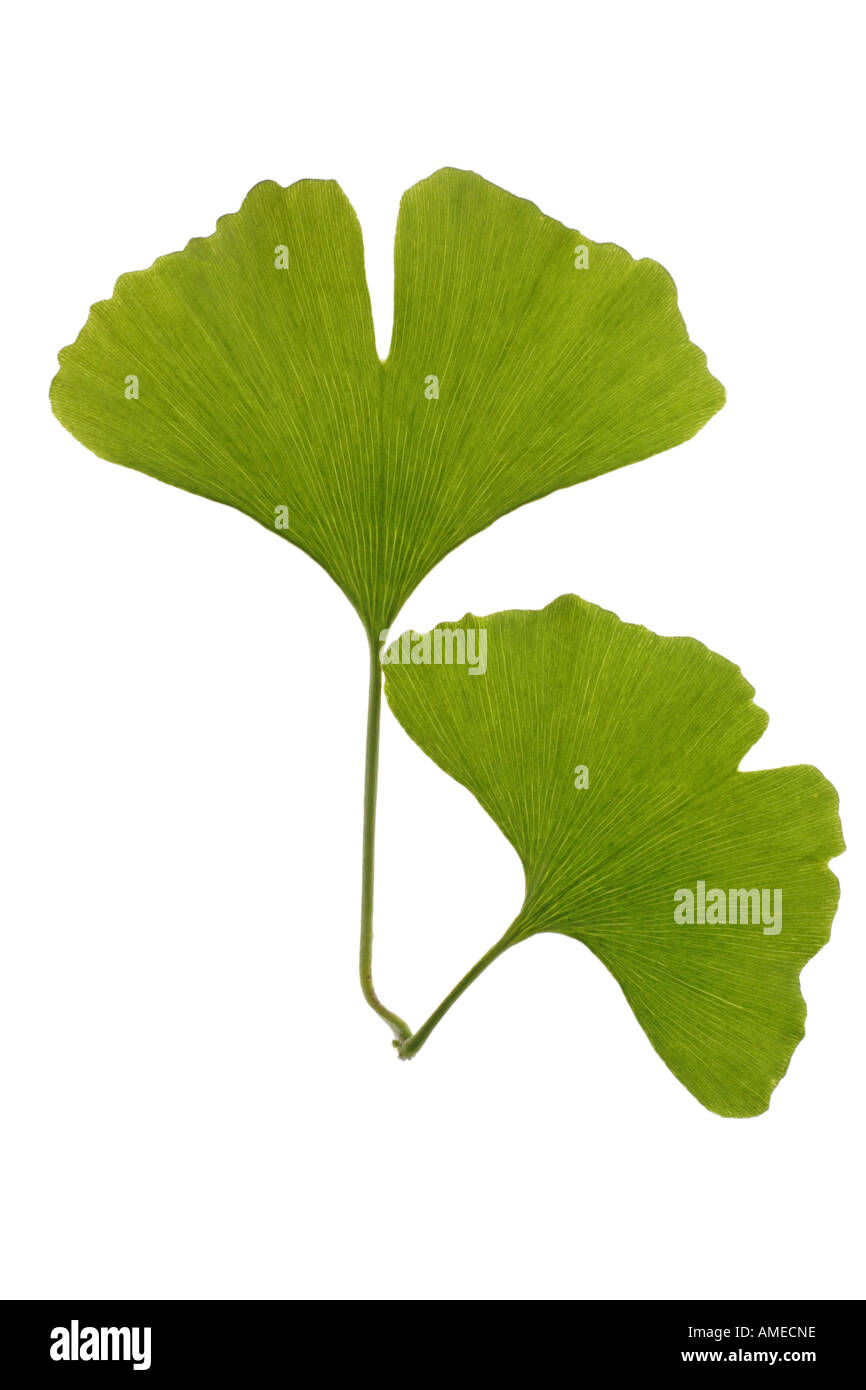 Maidenhair tree, árbol de ginkgo, Árbol Ginko, árbol de ginkgo (Ginkgo