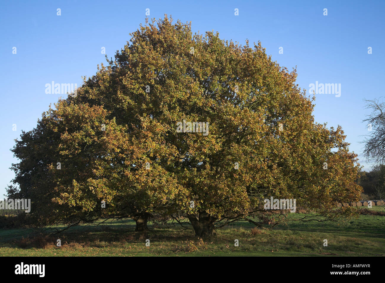 Quercus robur roble inglés otoño Foto de stock