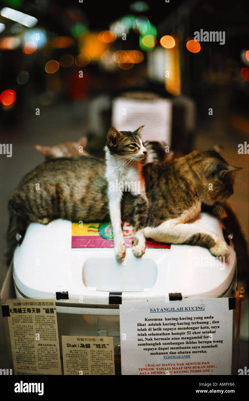 Cat caridad ciclomotor malasia Kuala Lumpur Foto de stock