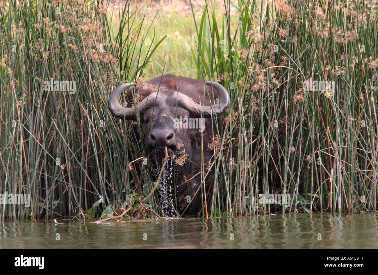 Buffalo en Waters Edge, Syncerus caffer Foto de stock