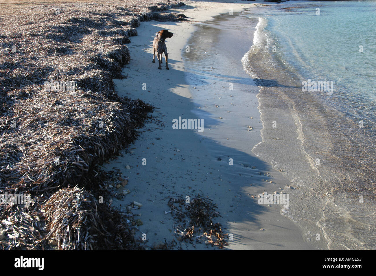 Un perro mirando al mar en Ibiza Islas Baleares España Nano Calvo VWPics com Foto de stock