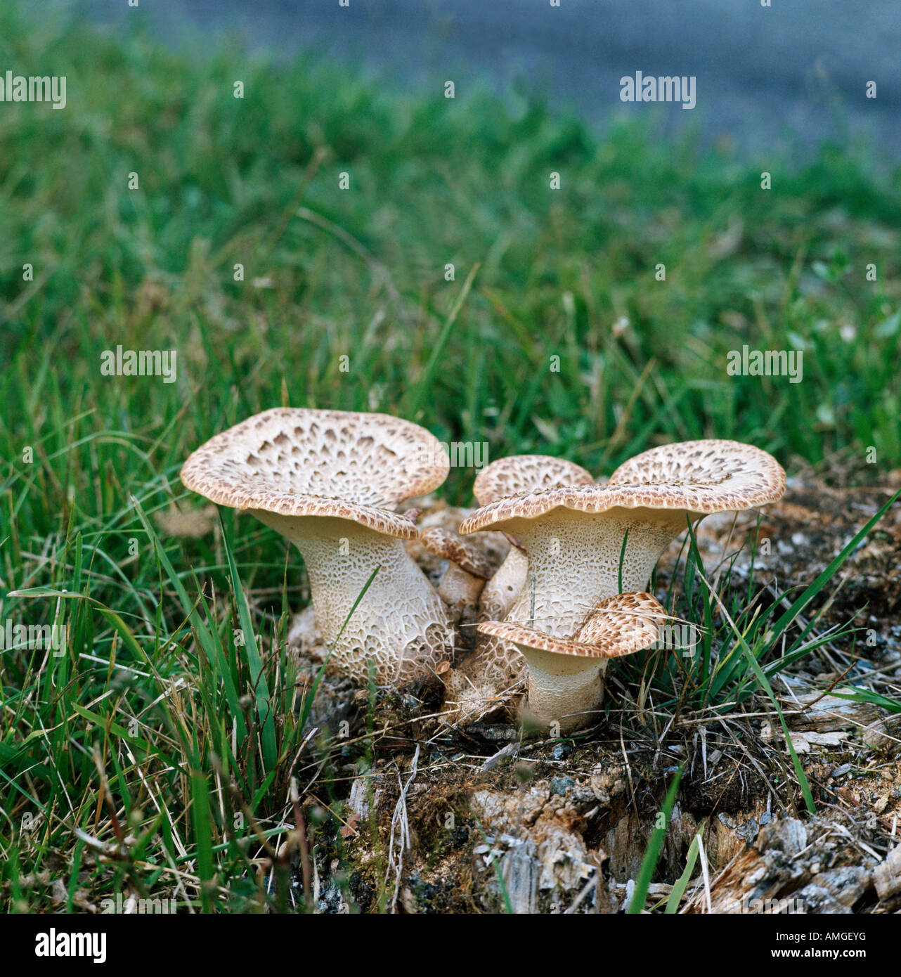 Champiñón Polypore cailleux Polyporus squamosus comestible micobiota hongos Polyporaceae Eumycota Basidiomycotina Hymenomycetes Foto de stock