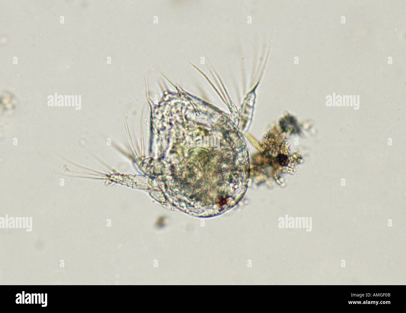 Plancton crustáceo larva Kelvin Aitken V W océano cadena alimentaria  submarina microscopio krill ballena supervivencia cetace alimentación  Fotografía de stock - Alamy