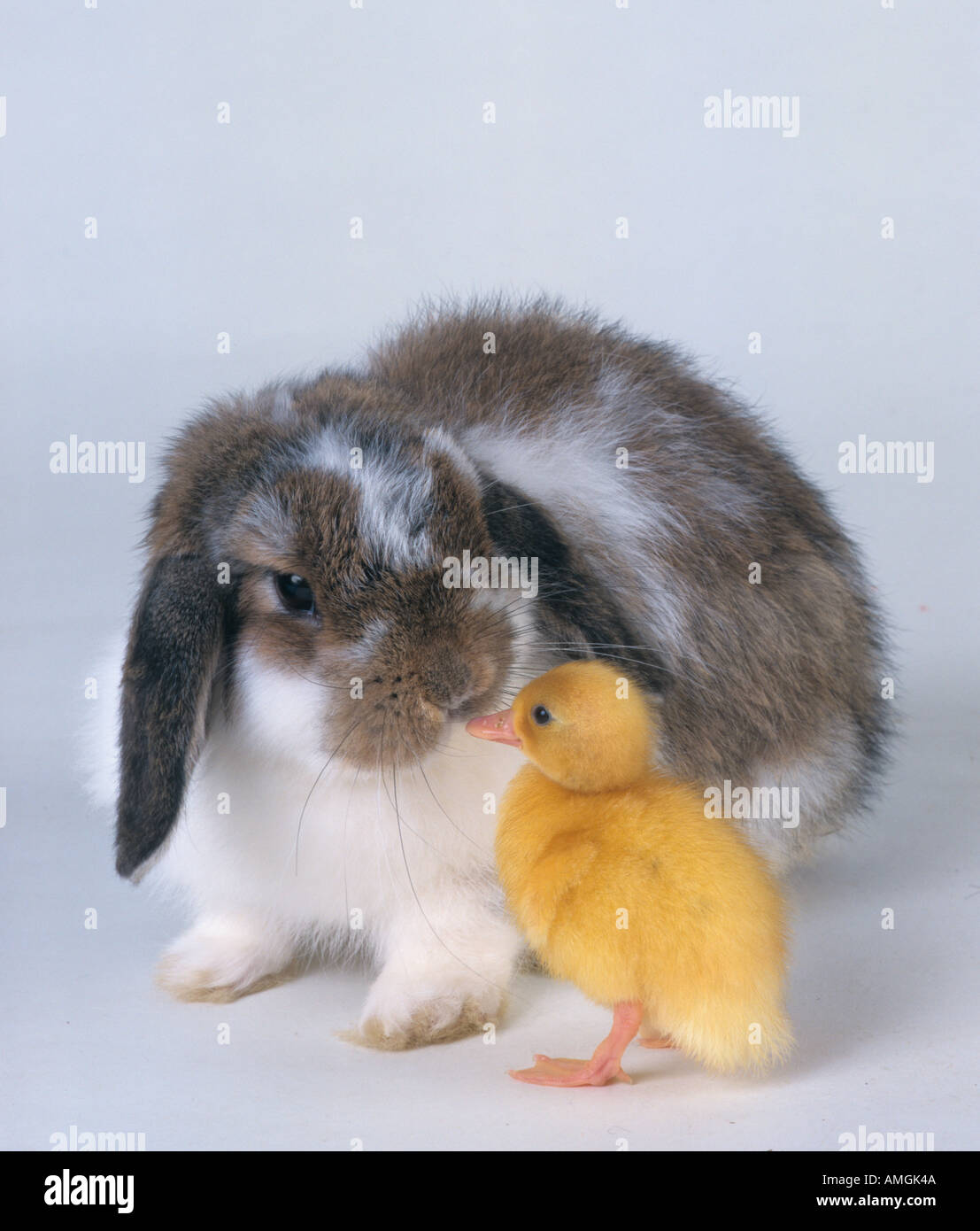 Día de antigüedad Pato Lop de orejas de conejo Fotografía de stock - Alamy