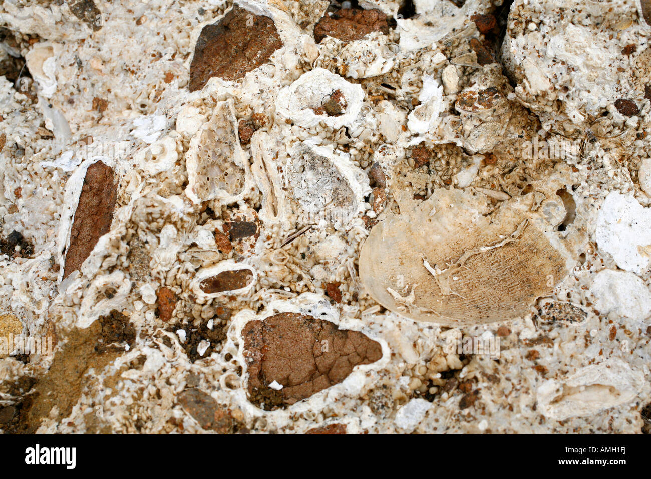Fósiles marinos en la Pedreira do Campo Cantera Santa Maria island Islas Azores Portugal Foto de stock