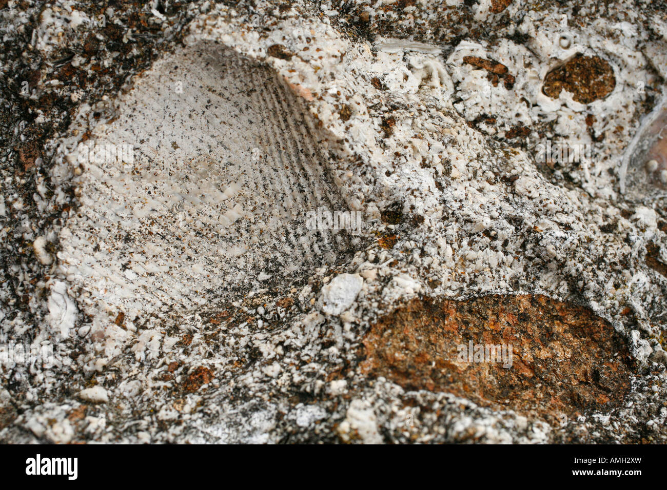 Fósiles marinos en la Pedreira do Campo Cantera Santa Maria island Islas Azores Portugal Foto de stock