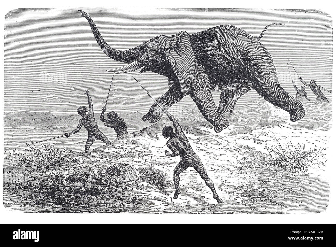 Elephant spear fotografías e imágenes de alta resolución - Alamy