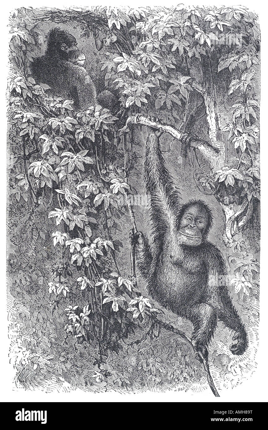 Las especies de grandes simios orangután brazo largo cabello castaño rojizo Indonesia Malasia selva tropical de Borneo, Sumatra, Java Vietnam China Pongo P Foto de stock