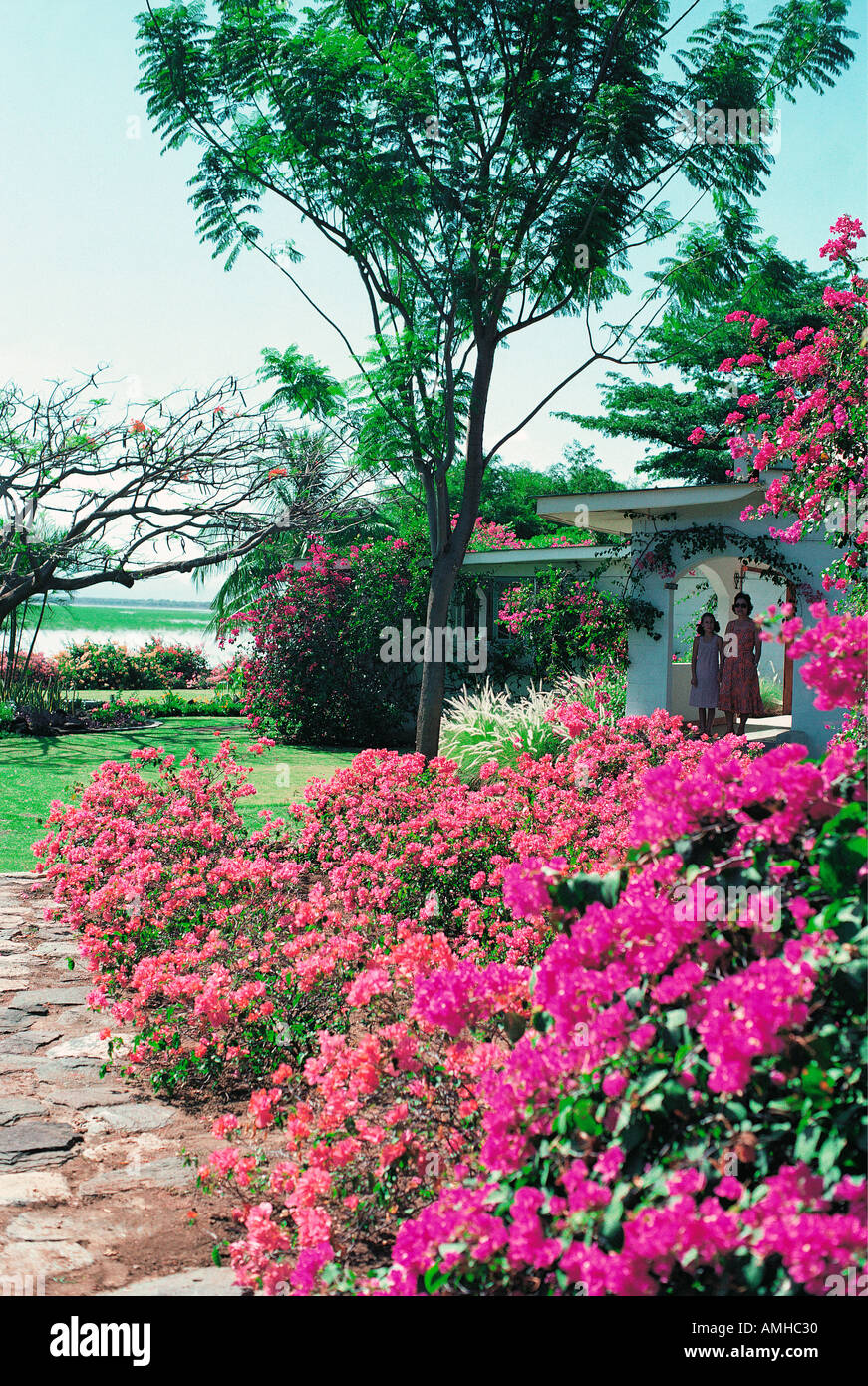 El Bougainvillea arbustos con flores de malva y rosa roja en los jardines del lago Baringo Club Foto de stock