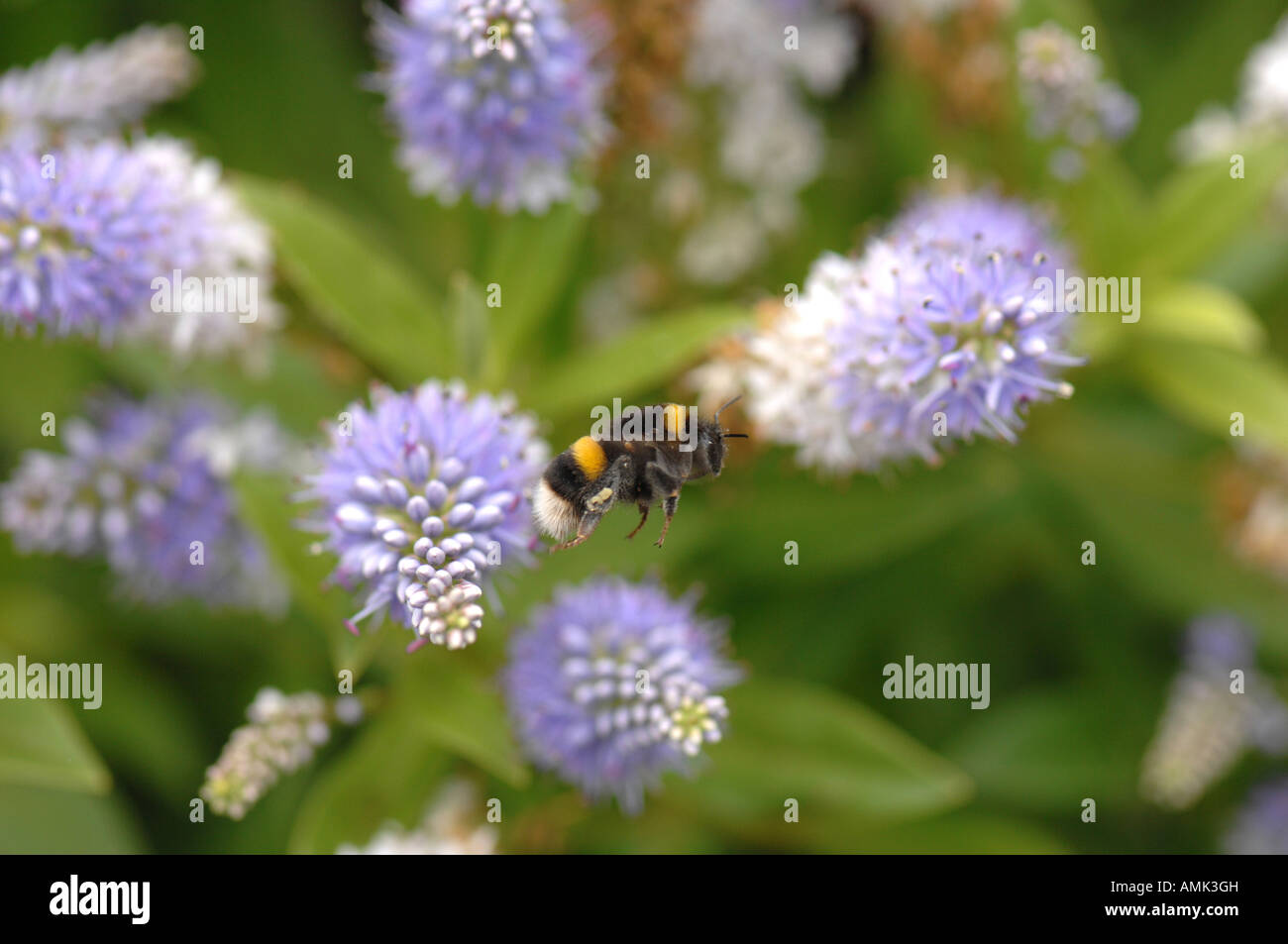 Miel de abejas en vuelo hacia la próxima flor mostrando polen recolectado en la pata trasera Foto de stock