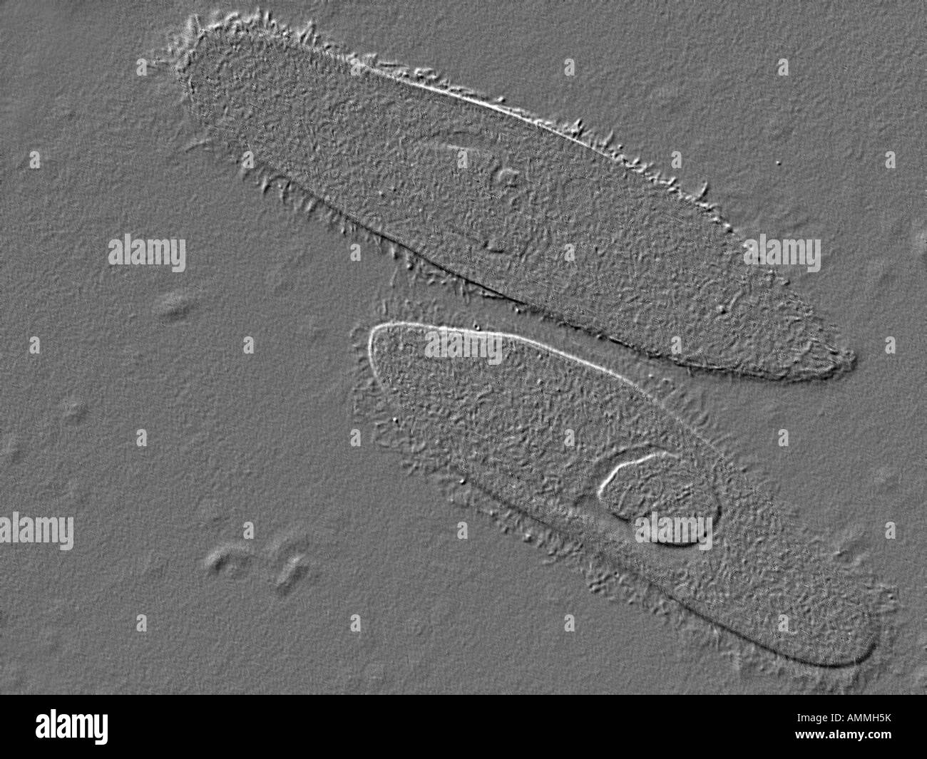 Paramecio caudatum Foto de stock