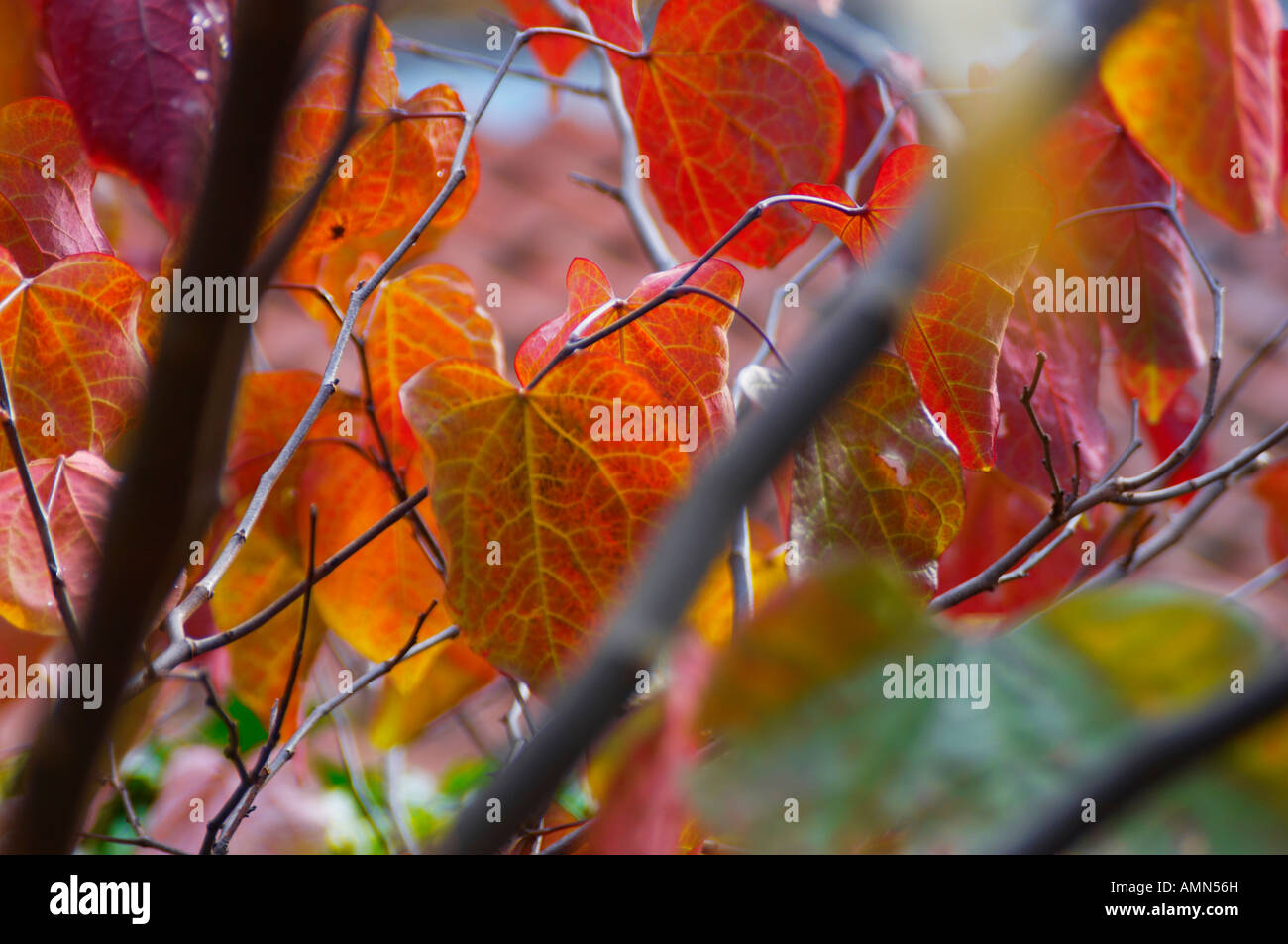 Hojas de otoño en un árbol con la luz que entra a través de ellos Foto de stock