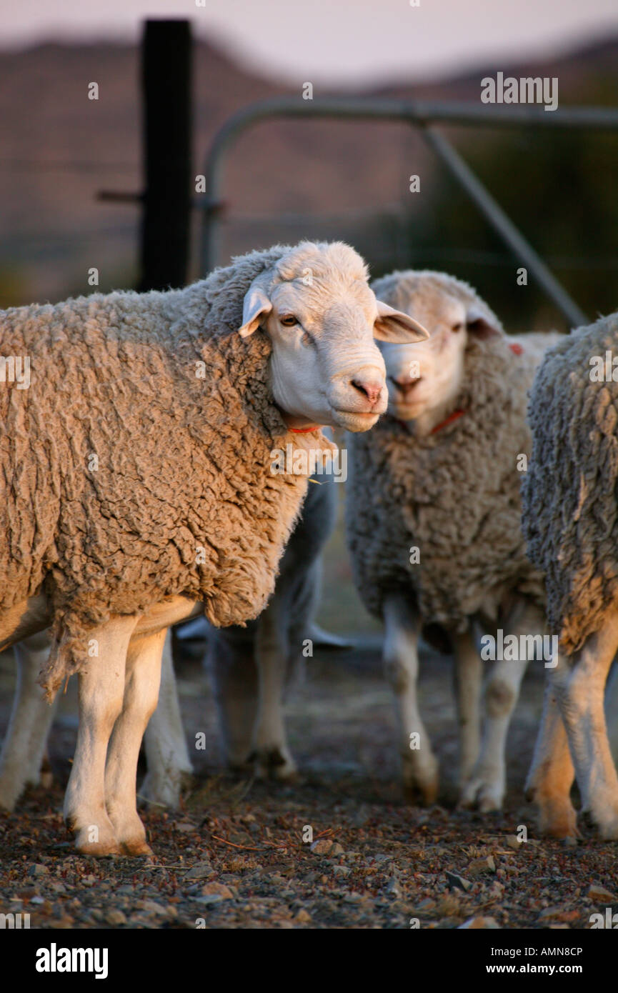 Retrato de una oveja merina en un corral en una granja de ovejas, en el Karoo Foto de stock