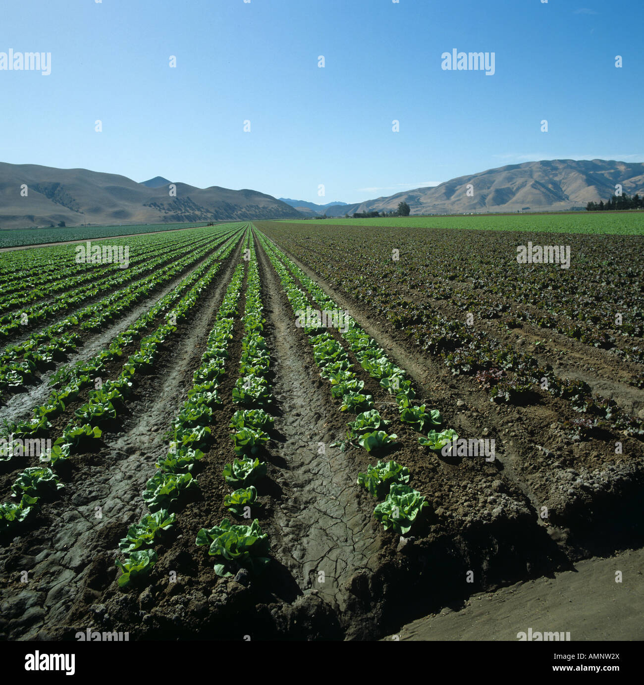 El rojo y el verde valle de cultivos de lechuga dejados en la zona agrícola de California, EE.UU. Foto de stock