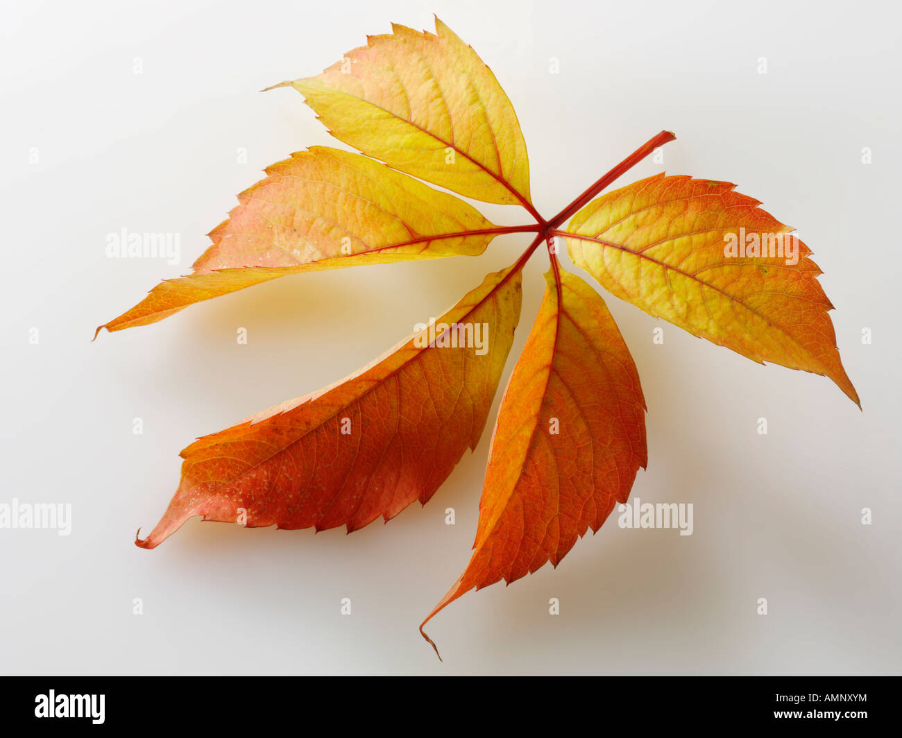 Hoja de otoño. Solo contra la caída de la hoja en blanco. Colores y texturas naturales. Foto de stock