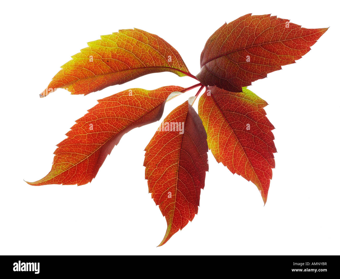 Hoja de otoño. Solo contra la caída de la hoja en blanco. Colores y texturas naturales. Foto de stock