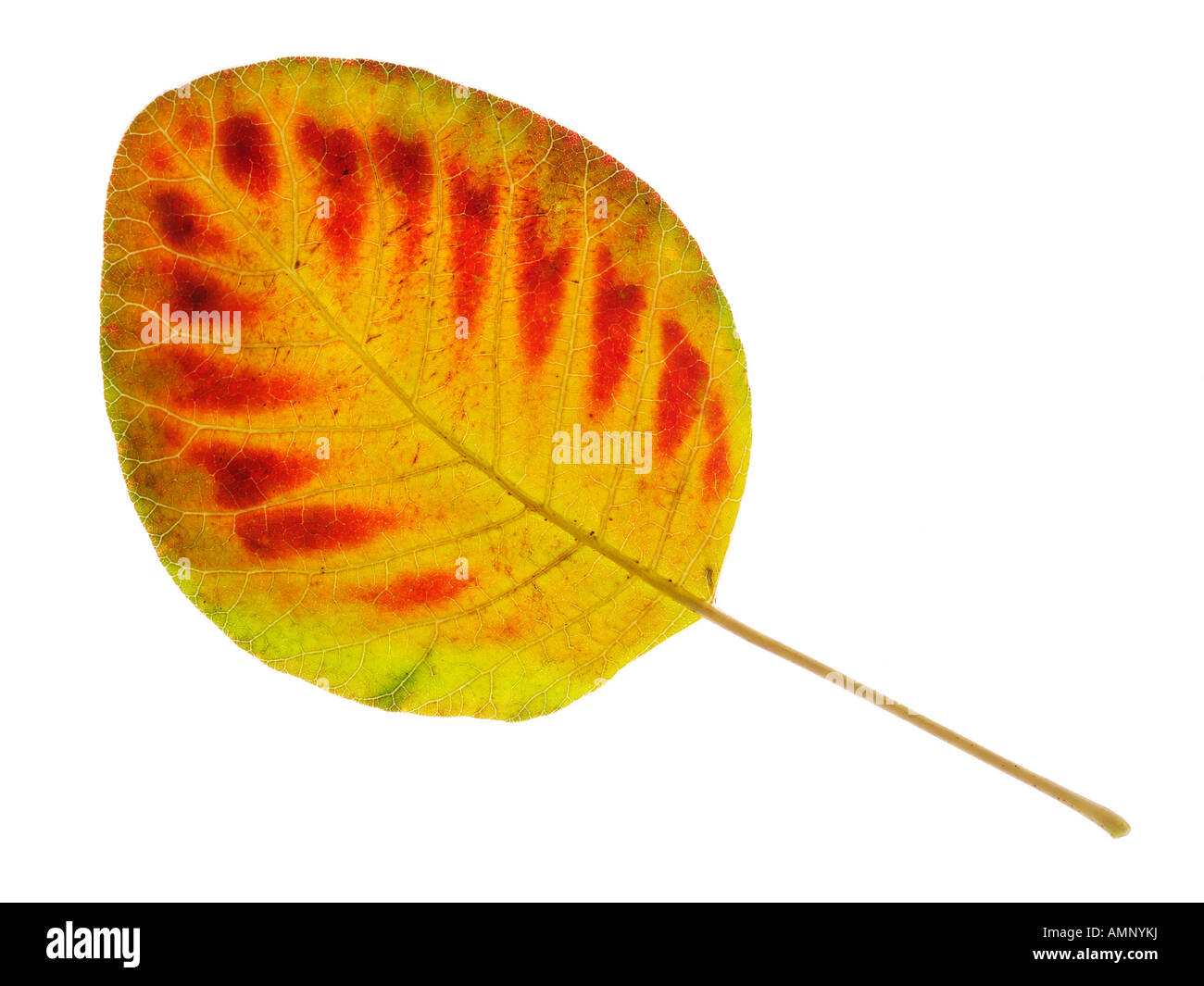 Hoja de otoño. Solo contra la caída de la hoja en blanco. Colores y texturas naturales. Foto de stock