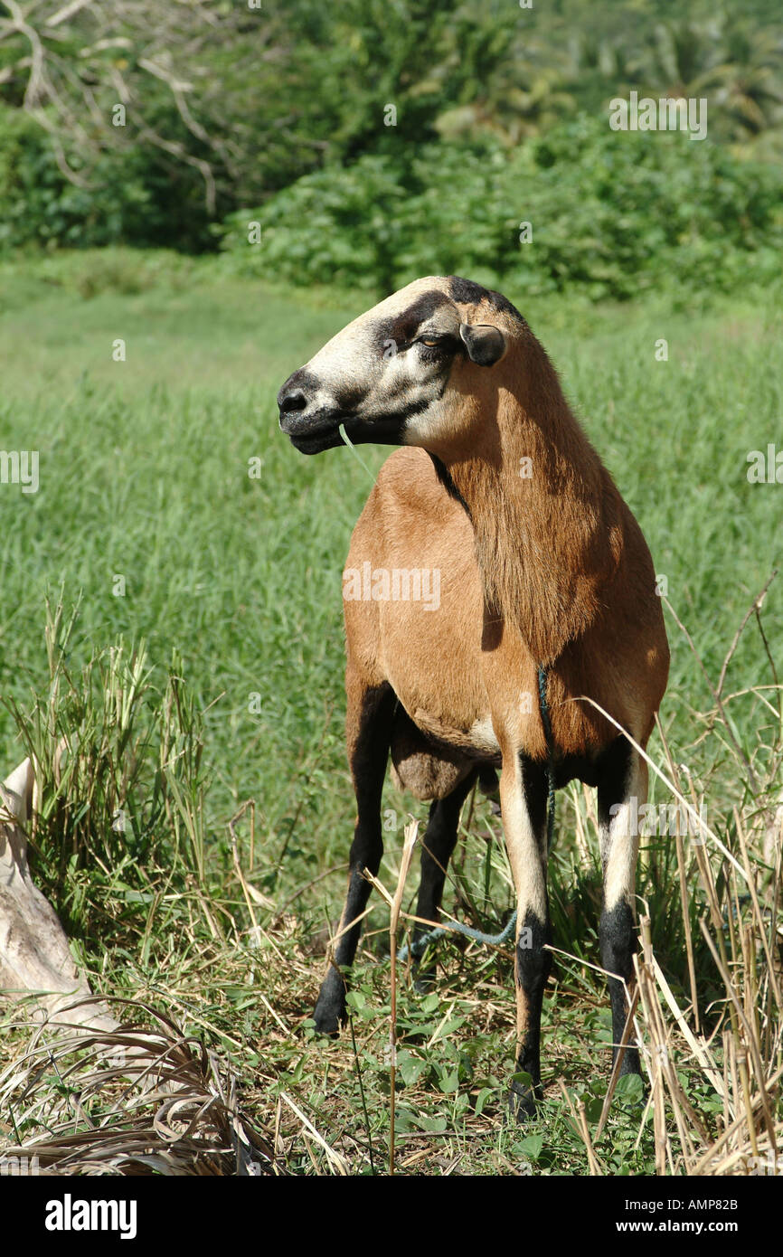 Black belly oveja fotografías e imágenes de alta resolución Alamy