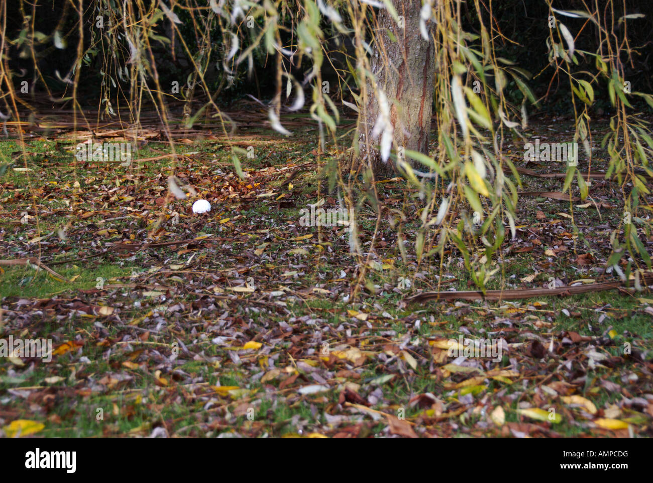 Bajo el árbol de sauce llorón fotografías e imágenes de alta resolución