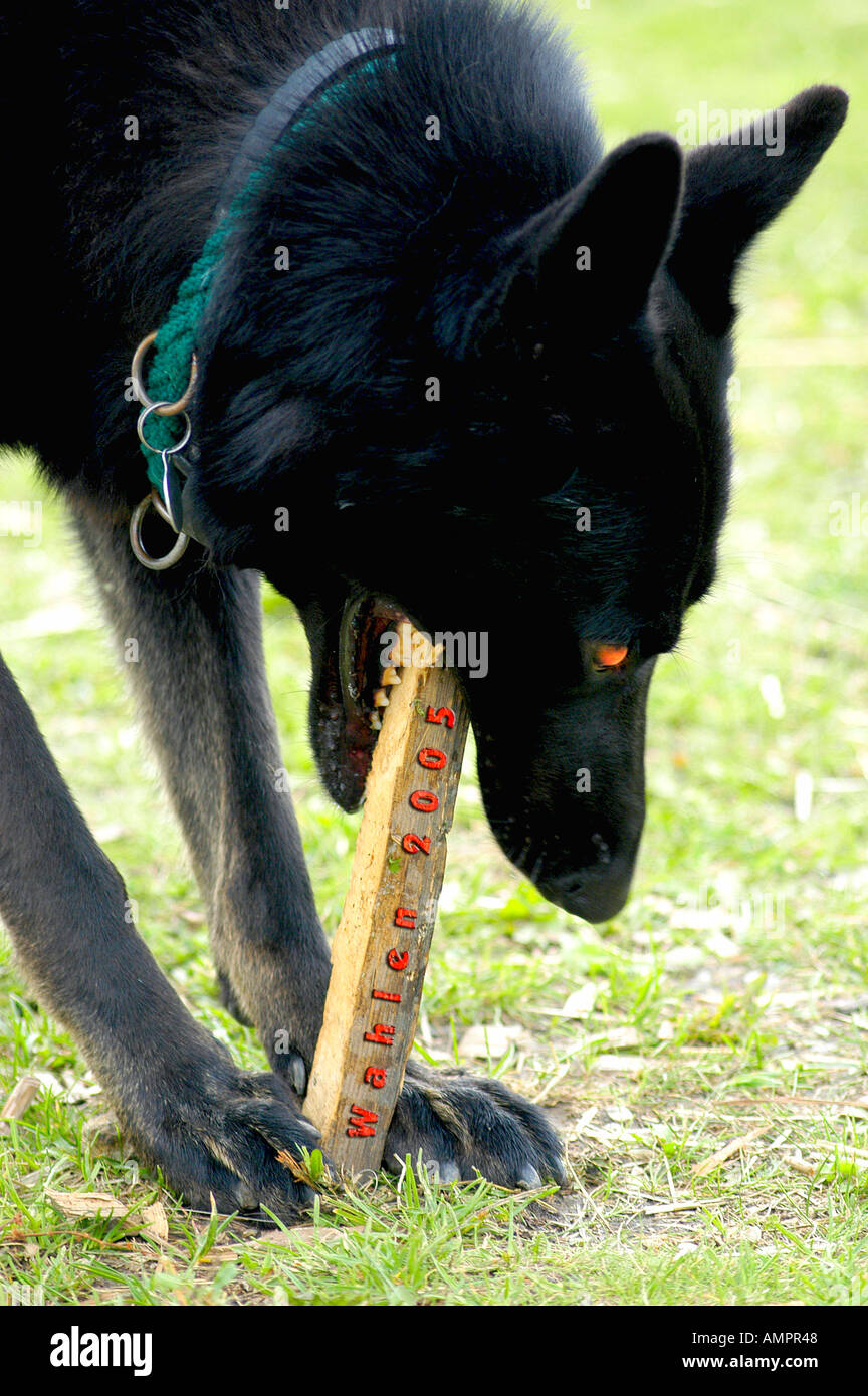 Perro con pieza de madera fotografías e imágenes de alta resolución - Alamy