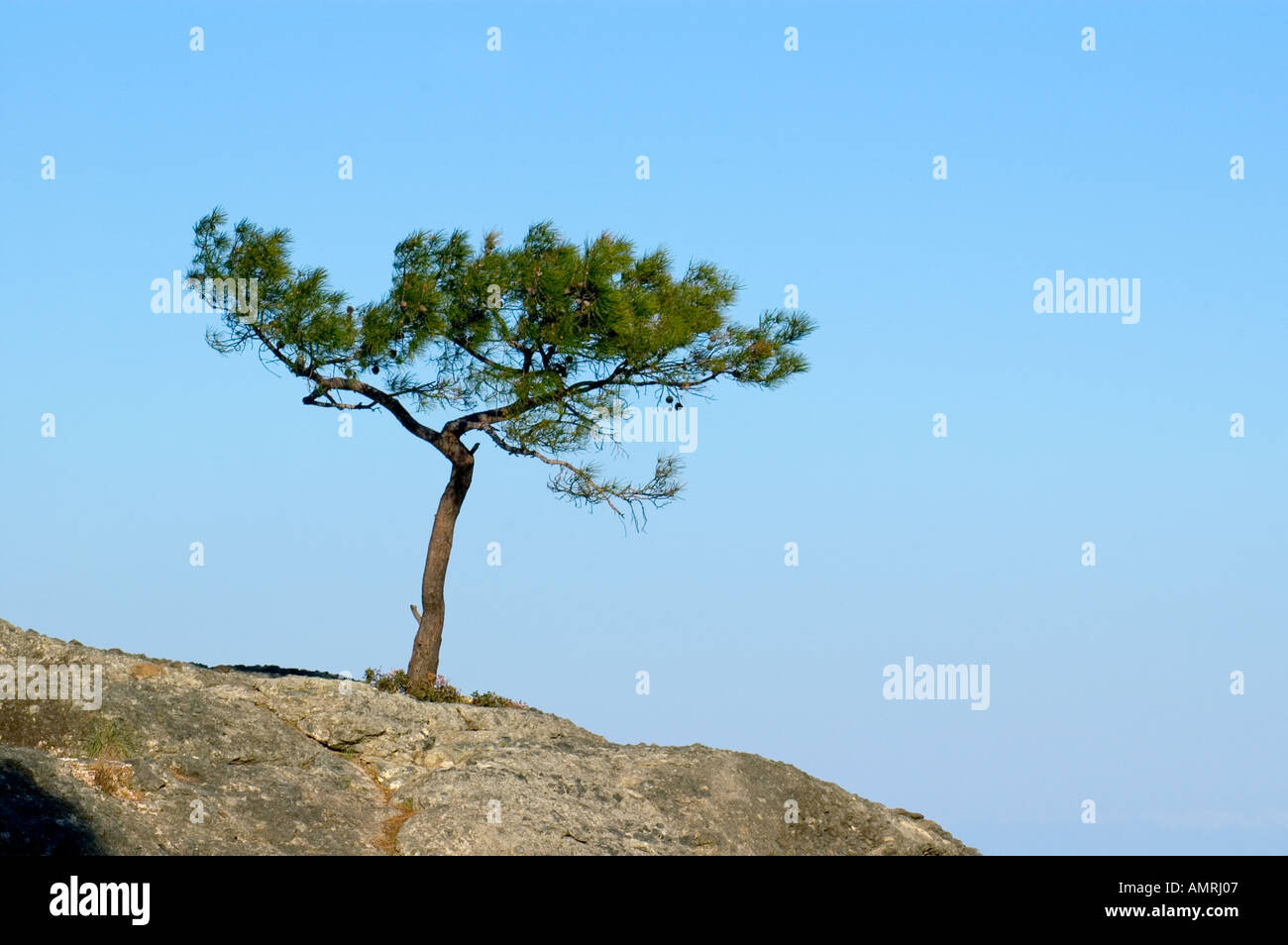 Baum Pinie auf einem Felsen vor Himmel pino árbol creciendo sobre una roca en frente del cielo Foto de stock