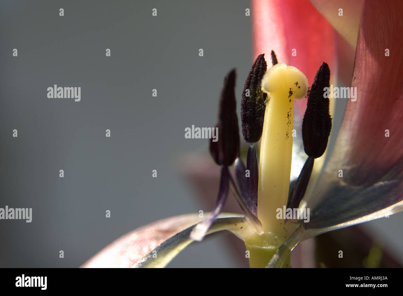 Stempel Fruchtblatt einer Tulpenblüte mit Griffel Narbe und Staubblatt Staubbeutel carpelo pistilo de un tulipán con estilo estigma Foto de stock
