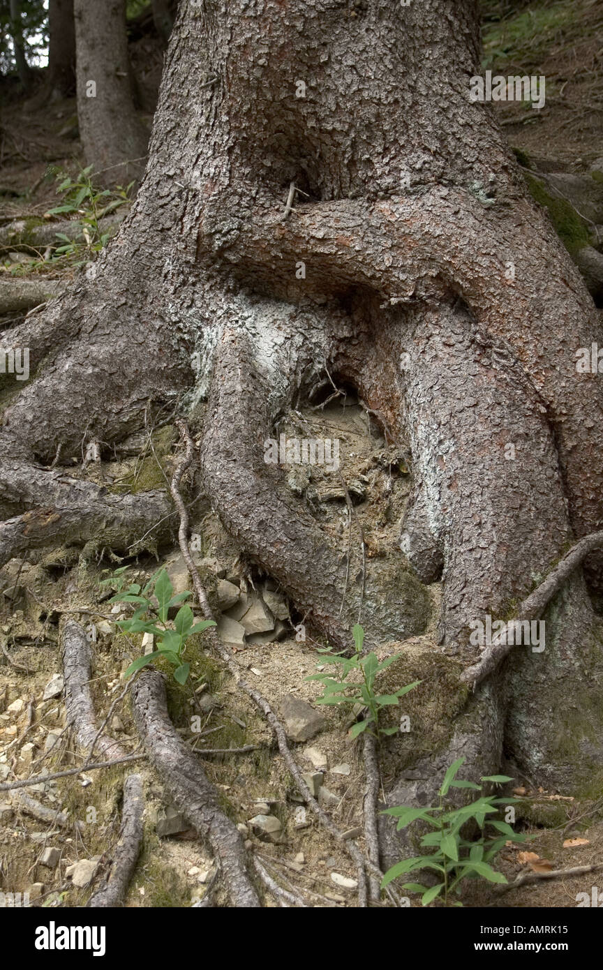 Knorrige verschlungene Baumwurzel curvado antiguo tronco de árbol Foto de stock