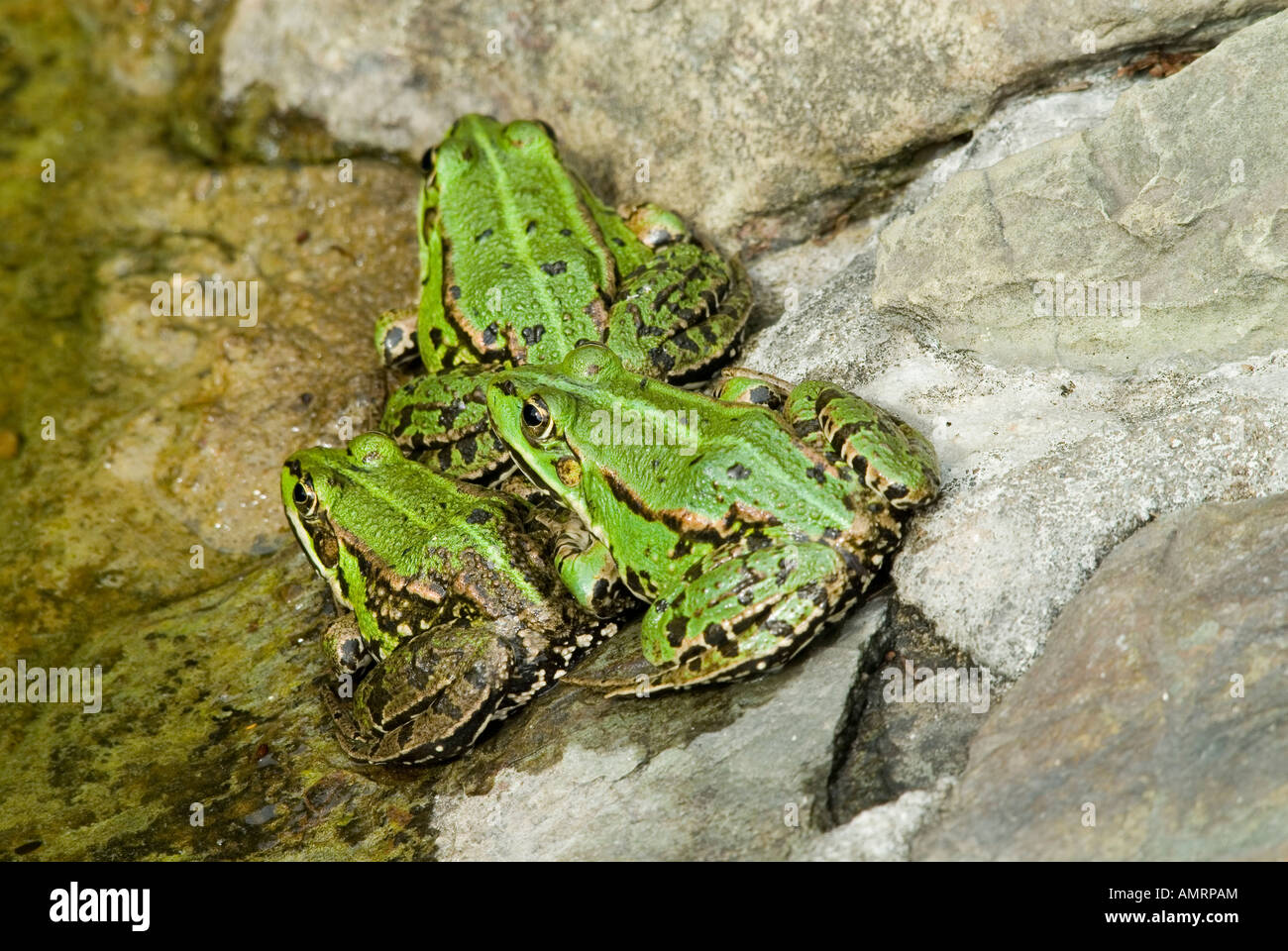 Tres ranas verdes Rana esculenta Foto de stock