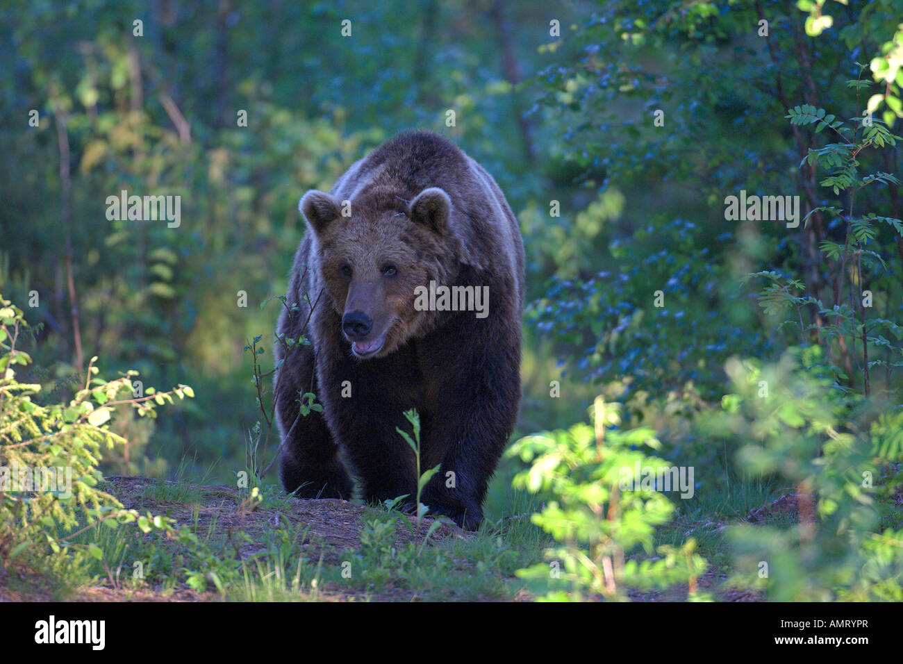 Unión oso pardo Ursus arctos en bosques de taiga Martinselkonen Finlandia Junio Foto de stock