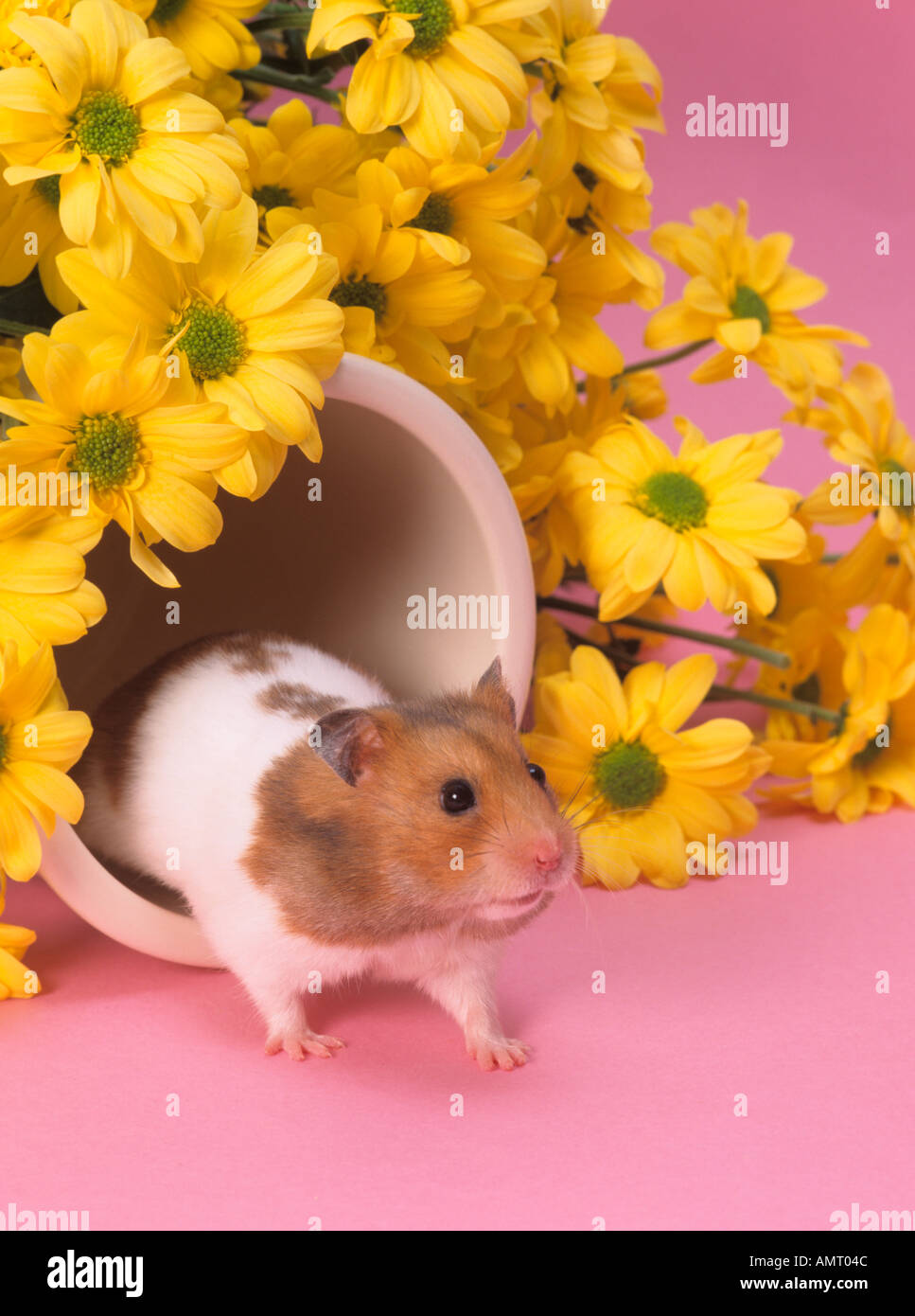 Hámster de mascotas con flores amarillas Fotografía de stock - Alamy Hámster de mascotas con flores amarillas Fotografía de stock - Alamy