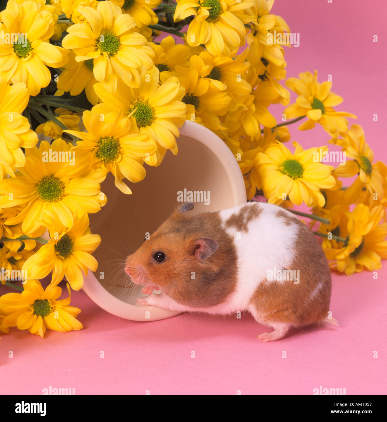 Hámster de mascotas con flores amarillas Fotografía de stock - Alamy