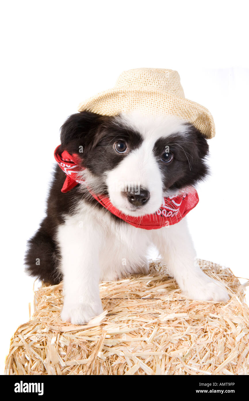 Lindo país Border Collie cachorro vestidos de rojo y un sombrero de bandana  en fardos de paja aislado sobre fondo blanco Fotografía de stock - Alamy