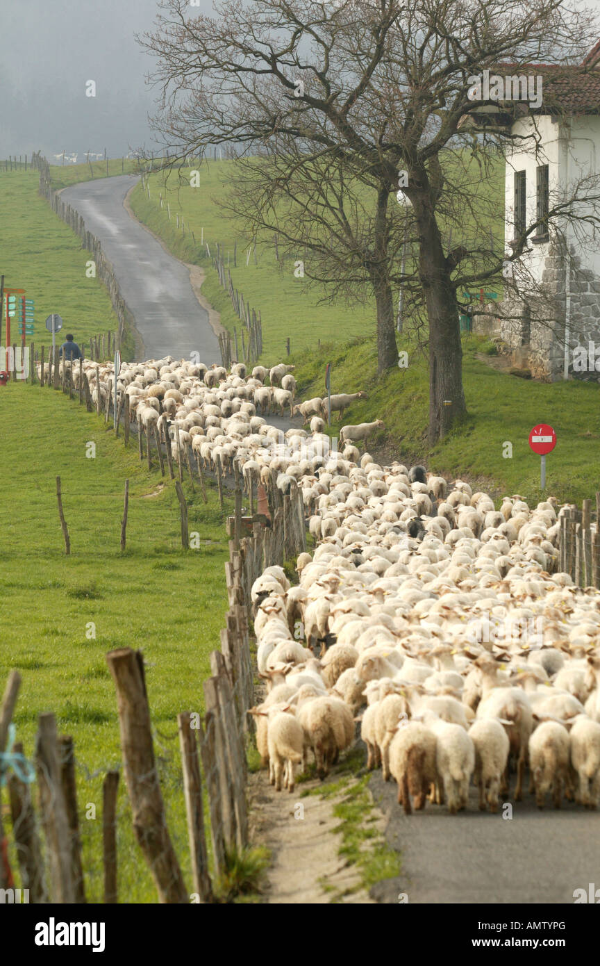 Cordero,Ovejas, ovejas, Pais Vasco, España, paisaje, pastores, campo